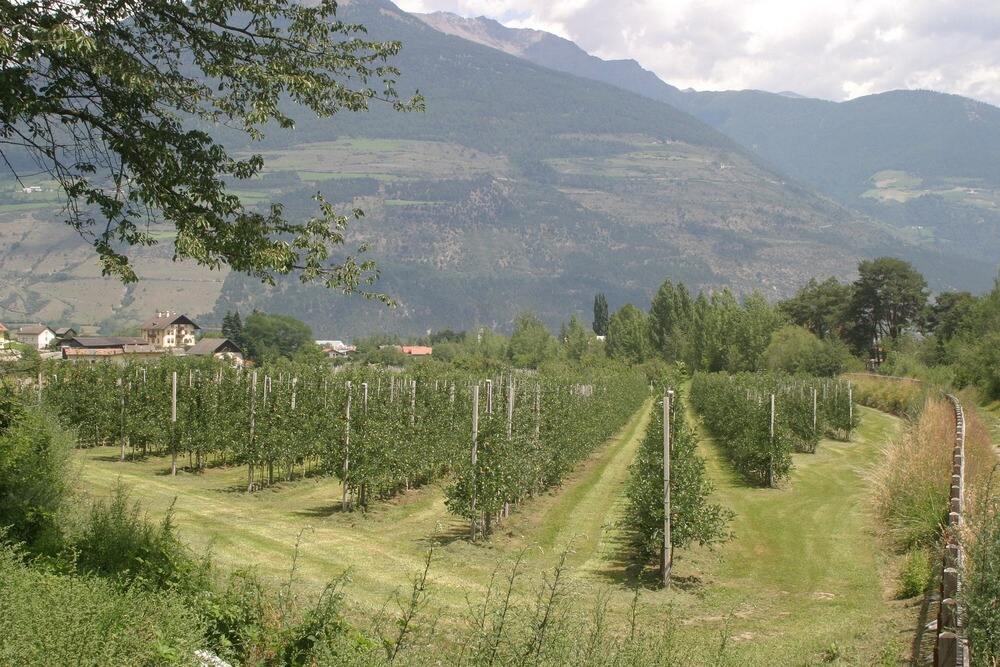 Weinberge in Schenna