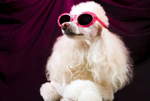 Herrchen oder Hund - Wer ist hier der Star?