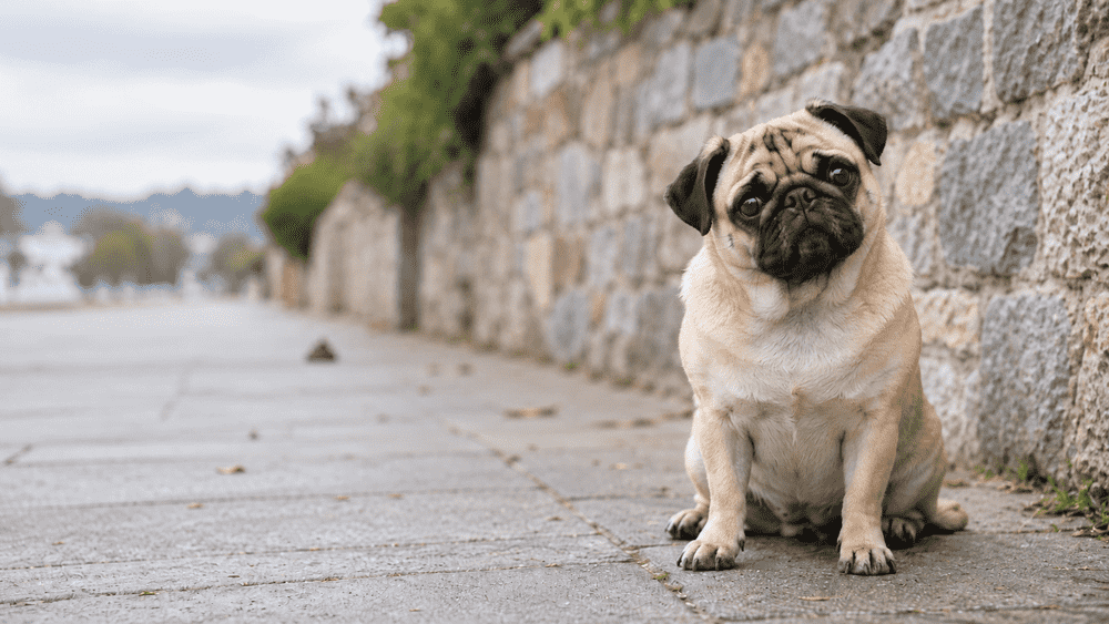 Verantwortung übernehmen: Was ein Hundehaufen lehrt