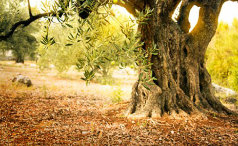 Ein Mann, ein Baum
