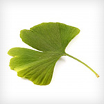 Ginkgo-Baum