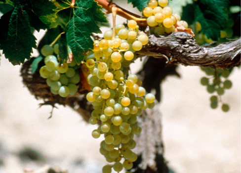 Weintrauben für den Sherry (Foto: Team Brandy de Jerez)