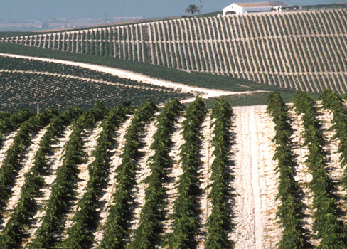 Sherry – die individuellen Weine aus Andalusien